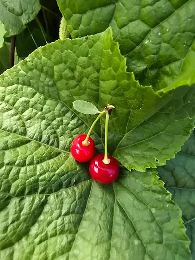 A close-up, overhead shot features two bright red cherries with stems against a backdrop of large, textured green leaves. The leaves have a prominent veining pattern and a slightly ruffled edge, with one leaf curving into the frame from the top right and another from the bottom left, creating a natural, organic composition. The lighting suggests an outdoor setting, possibly a garden or natural environment. There are no people or structures visible. The image is devoid of any contextual information that would allow for a determination of its location in Ермолаево, Russia.