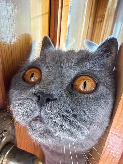 The image shows a close-up of a gray cat's face peering through a wooden structure. The cat has large, round, amber-colored eyes with vertical pupils. Its fur is short and dense, and its nose is dark. The background consists of vertical wooden planks, likely part of a door frame or furniture. The lighting suggests it is daytime, with shadows cast on the wooden surfaces. There is no indication of the location being Targovishte, Bulgaria, or any specific urban environment.