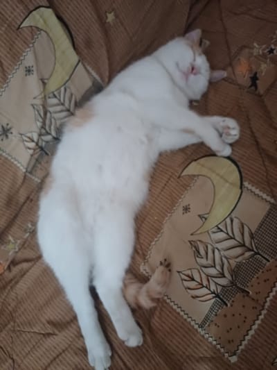 A white and ginger cat is sleeping on a brown comforter. The comforter has a pattern of moons, leaves, and stars. The cat is curled up on its side with its eyes closed and a relaxed expression. Its paws are resting on the comforter. The image is taken from a top-down perspective. The location in the city of Trypillia, Ukraine is not specified in the image.
