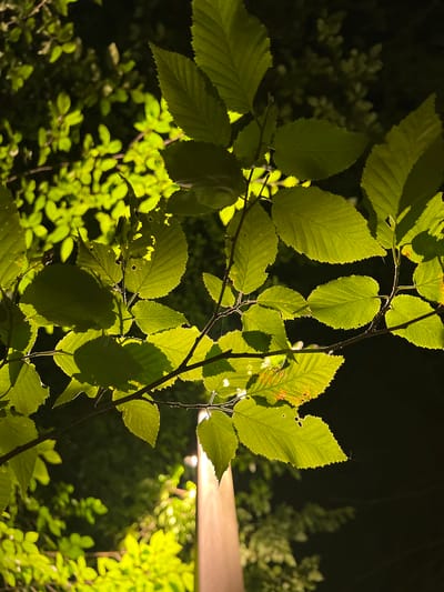 The image depicts a close-up view of a tree branch with vibrant green leaves, illuminated by an artificial light source. The leaves are translucent, allowing the light to shine through them, highlighting their veined structure and serrated edges. Some leaves show signs of damage, with small holes and browned edges. The background is dark, suggesting it is nighttime. In the upper right quadrant, a horizontal, illuminated structure, possibly a light fixture or a part of a building, is visible. Further in the background, out-of-focus green foliage is visible, also illuminated by light. The overall mood is serene and natural, with the artificial light creating a dramatic effect on the foliage. The location is identified as Krasnaya Polyana, Russia, which is a mountainous area known for its natural beauty. No people are visible in the image, and there is no discernible text.