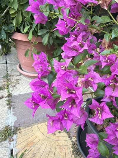 A close-up, eye-level, outdoor shot showcases vibrant fuchsia bougainvillea flowers in full bloom, with their delicate, papery bracts and small, yellow-centered flowers. The bougainvillea is planted in two dark plastic pots and one terracotta pot, situated on a paved area made of square and rectangular concrete tiles. Some of the tiles have a textured, yellow-toned surface with concentric circular patterns. Small, green weeds are growing in the cracks between the tiles and around the pots. The background is filled with lush green foliage from another plant in the terracotta pot. The scene appears to be in a garden or courtyard setting in Svilengrad, Bulgaria.