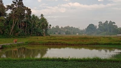 The image depicts a tranquil scene in Blangtingkeum, Indonesia. A body of water fills the foreground, with aquatic plants lining its edge. Reflected in the still water are trees and foliage from the opposite bank.

On the left, a dense cluster of trees, including coconut palms, rises above a low walkway. A single brown cow stands on this walkway.

Beyond the water and the bank, a field of tall grass extends into the midground. In the distance, scattered trees and structures are visible amidst a slightly hazy atmosphere. The sky is overcast with patches of light visible through the clouds. The image presents a rural, natural landscape, capturing a sense of calm and the Indonesian countryside.