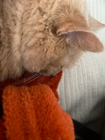 A close-up, downward-angled view captures the head of an orange domestic cat in Lille, France. The feline's right ear, the top of its head, and the side of its muzzle are visible, with prominent white whiskers extending from the snout. The cat's nose is in direct contact with a bright orange, densely textured, plush fabric object positioned directly below its face. This orange object rests on a light-colored, vertically ribbed textile surface, indicative of an indoor setting. The cat appears to be sniffing or nuzzling the orange fabric.