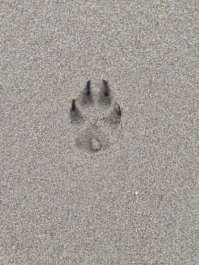 A single, clear paw print is imprinted in the fine, granular sand of a beach. The print is roughly oval in shape with distinct toe pads and a heel pad impression, indicating it was likely made by a dog. The sand itself is a uniform light brown and grey color, with a textured surface that suggests it is damp. The lighting appears to be natural, casting subtle shadows within the paw print, highlighting its depth and definition. There are no other discernible objects or individuals in the immediate vicinity, suggesting this is a solitary track on an otherwise undisturbed beach. The scene is devoid of any urban context, which is inconsistent with the requested location of Uglegorsk, Russia, as no elements within the image suggest a specific geographical or urban setting.
