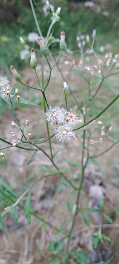 The image shows a close-up, vertical shot of a flowering plant with a blurred background. The plant has thin, green stems and delicate, white, fluffy seed heads, resembling dandelion puffs. Some buds, which appear to be in various stages of development, are also visible, with green sepals and hints of reddish-brown at the tips. A few small, brown, withered flower remnants are scattered among the green stems. The background is composed of dry, brown vegetation and some out-of-focus green foliage, suggesting an outdoor, natural environment. The lighting appears to be natural, with soft illumination. The image does not depict any people or specific structures. The plant's growth appears somewhat sparse and wild.