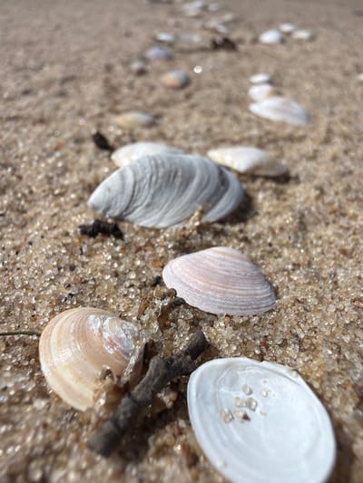 This is a close-up, low-angle shot of seashells and sand on a beach. The focus is on the foreground where several seashells are scattered on the sand, some open and some closed. The sand itself is composed of small grains, some of which are glinting in the sunlight. In the background, more seashells are visible, receding into a soft blur. The lighting suggests it is daytime, possibly late afternoon given the warm tones. The scene is devoid of any human presence or activity. The overall impression is one of natural beach debris. There is no information in the image to indicate it is located in Gauja, Latvia.