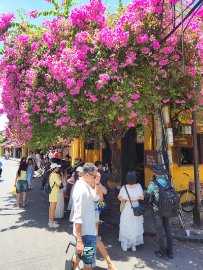 In Hội An Ward, Vietnam, a street scene unfolds under a canopy of vibrant pink bougainvillea flowers. A diverse group of tourists and locals navigate the asphalt road lined with traditional yellow buildings. The architecture features wooden window frames and ornate doorways, hinting at the area's historical significance. The atmosphere is bustling, with individuals engaged in various activities: some are captured mid-conversation, others are taking photographs, and a few are observing the colorful floral display overhead. A bicycle is parked against a building, suggesting a common mode of transportation. The sunlight casts dappled shadows on the ground, adding depth to the visual composition. The overall impression is one of a lively, picturesque street, characteristic of Hội An's charming urban landscape.