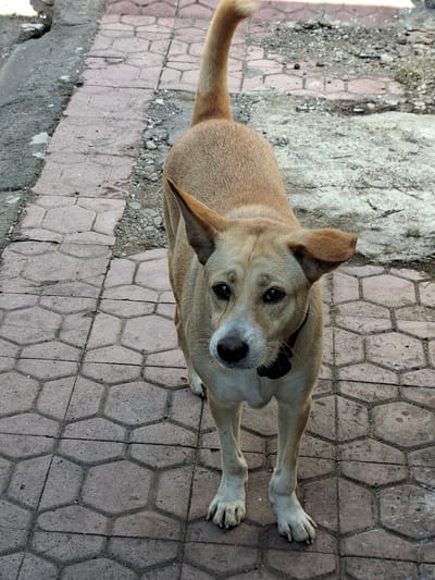 A tan-colored dog is lying on a tiled walkway, looking up at the camera with a curious expression. The dog has a black collar and appears to be in good health. The walkway is made of hexagonal tiles in shades of pink and grey, and there is a patch of rough, grey ground to the left of the dog. The scene is outdoors, and the lighting suggests it is daytime. There is no visible text in the image. The dog's posture and gaze suggest a calm and attentive demeanor. The background is slightly blurred, focusing attention on the dog. The image has a slightly tilted perspective.