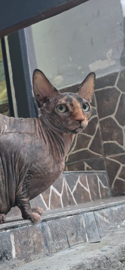 This media file is a close-up, low-angle shot of a Sphynx cat. The cat has distinctive wrinkled, hairless skin with mottled patches of brown and black. Its large, pointed ears are erect, and its wide, green eyes are looking upwards and to the left, giving it an alert and curious expression. The cat's head is tilted, and its body is angled as it appears to be climbing or perched on a ledge. One of its front paws is clearly visible, gripping the edge of a textured, gray surface.

In the background, there is a wall tiled with irregularly shaped brown and beige stones, bordered by a white grout. To the left of the cat, a dark, reflective surface, possibly a window or glass enclosure, is visible, with faint shapes suggesting reflections or objects behind it.

The lighting suggests it is daytime, possibly outdoors or in a well-lit indoor area. The overall impression is one of an unusual and expressive animal in a somewhat rustic or outdoor setting. There is no visible text in the image. The location context provided is Baku, Azerbaijan.