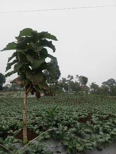 The image displays an agricultural field in Joshi Vihir, India, under an overcast grey sky. A prominent young tree with large, dark green leaves, some showing browning, stands in the foreground slightly left of center. The field is extensively cultivated with rows of green, leafy plants, consistent with a crop like cabbage or broccoli, planted on dark soil covered by black plastic mulch. Several curved metal rods, possibly forming part of a low tunnel or support structure, are partially visible in the extreme foreground. Another taller, spiky green plant is present in the mid-ground to the right of the central tree. The background features a dense treeline, with faint structures visible amongst the trees on the left. Two thin, dark horizontal lines, identified as power lines, traverse the upper portion of the sky. No people, animals, or specific actions are depicted.