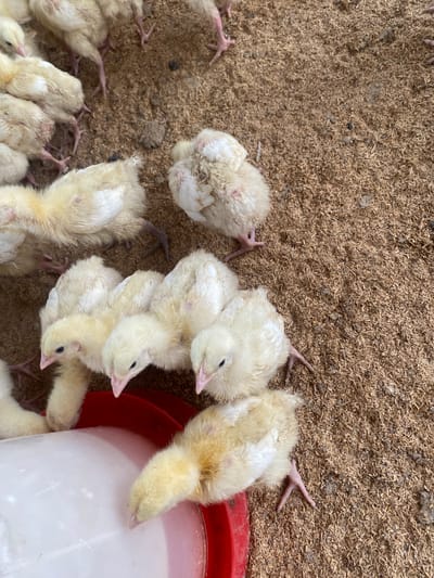 In Giginyu, Nigeria, an overhead view captures a gathering of young, fluffy yellow chicks in an enclosure. The ground is covered with light brown, shredded material, likely bedding. Several chicks are clustered together, some appearing to drink from a white and red feeder positioned in the lower left quadrant. The chicks exhibit light yellow and white downy feathers, with visible pink legs and feet. Their beaks are small and pointed. The lighting suggests an indoor or shaded environment.
