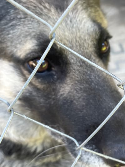 A close-up, eye-level shot shows the face of a German Shepherd dog peering through a chain-link fence. The dog's fur is a mix of grey, black, and tan. Its dark brown eyes are visible, with reflections of light and possibly the sky. The fence is metallic and out of focus, with a diamond pattern formed by the interwoven wires. The background is blurred and appears to be outdoors, with a suggestion of pavement or a light-colored surface. The location is the city of Lviv, Ukraine.