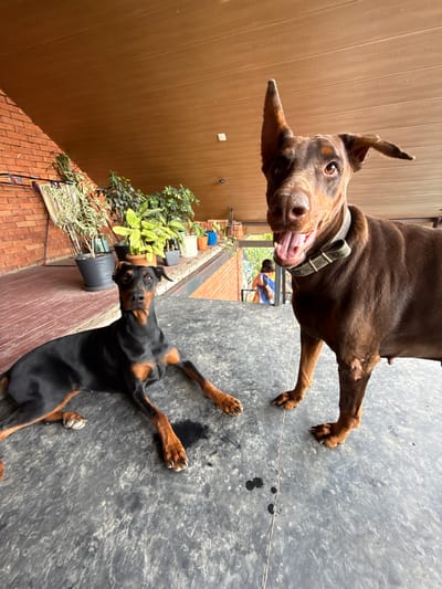 In Krtsanisi, Georgia, two Doberman dogs are pictured on a covered porch. A black and tan Doberman lies down in the foreground, facing the camera. To its right, a brown Doberman stands with its mouth open and one ear perked up, also looking towards the camera. Behind the dogs, a brick wall and several potted plants are visible. A person in a colorful garment is visible in the background, walking through an open doorway. The floor of the porch is a dark, textured surface.