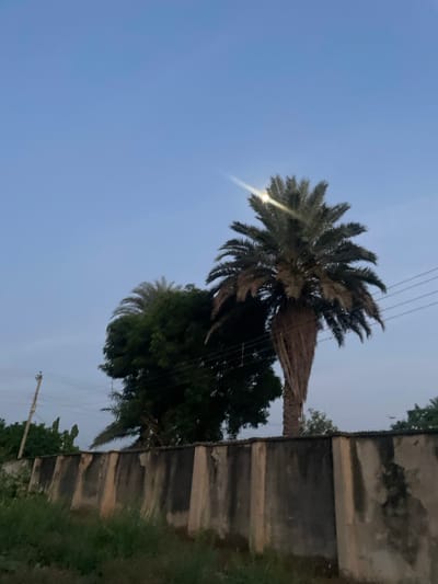 The image depicts a concrete wall running horizontally across the frame, with vegetation and trees visible behind it. Two palm trees are prominent, one larger and more mature on the right, with dried fronds. To the left, a dense green tree is partially obscuring a lighter-colored palm tree. The sky above is a clear, pale blue, indicative of dusk or dawn. Electrical wires are strung across the upper portion of the image, supported by a utility pole visible on the left. The scene is set in Wauro Jabbe, Nigeria.