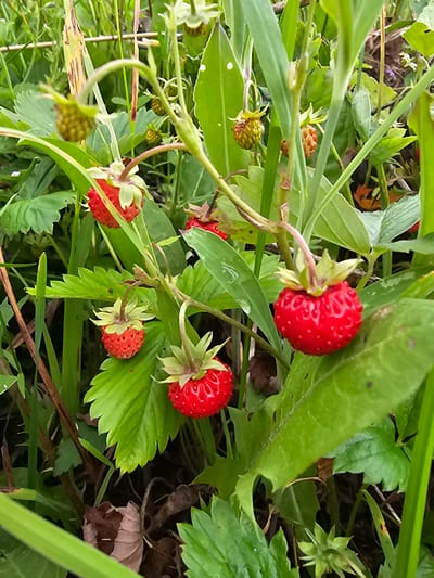 In Malinovka, Russia, a cluster of wild strawberries grows amidst lush green foliage. Several ripe red strawberries, characterized by their small size and visible seeds, are prominent on the plants. Some unripe green berries are also present, indicating the stages of development. The surrounding environment consists of tall green grasses and broader leaves, suggesting a natural, perhaps meadow-like setting. The lighting is natural, likely daylight, with soft shadows indicating an overcast or partially shaded condition. No people or animals are visible in the scene.