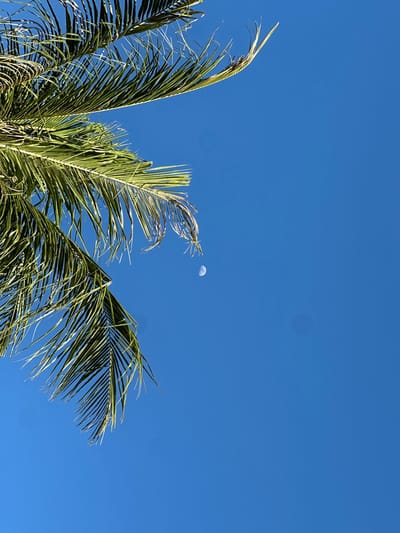 In Baan Tai, Thailand, a photograph captures a clear, vibrant blue sky. In the upper left quadrant of the frame, the green fronds of a palm tree extend into the view, partially obscuring the sky. A small crescent moon is visible in the upper right portion of the sky, off-center. The image is taken from a low angle, looking upwards.