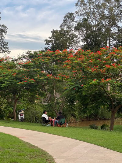 In Siem Reap, Cambodia, two individuals are seated at a low red table outdoors. One person, wearing a white shirt and dark shorts, faces left, while the other, in a black shirt and blue jeans, faces the table. Both are positioned in folding chairs beneath the canopy of a large tree adorned with vibrant red flowers. To the left of the pair, a white electric scooter with license plate "L0C-9114" is parked. The scene unfolds beside a body of water, with a paved walkway and lush green grass in the foreground. The sky above is overcast with scattered clouds.