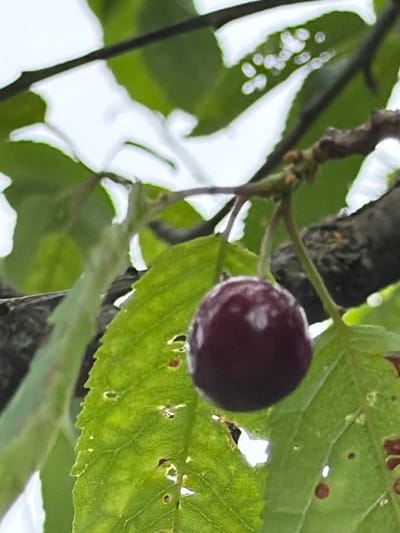 A close-up, shallow depth of field shot shows a single, dark red cherry hanging from a thin stem on a tree branch. The cherry is round and glossy, with a few lighter highlights reflecting its surface. It is surrounded by bright green leaves, some of which are slightly tattered with small holes. In the background, out of focus, are more leaves and a dark, textured tree branch. The overall lighting suggests an overcast day. The image was taken in Baloži, Latvia.