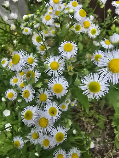 The image displays a close-up view of a cluster of white wildflowers with yellow centers, commonly known as daisies or asters. The flowers are in various stages of bloom, with some fully open and others in bud. They are surrounded by green foliage and blades of grass. The lighting suggests it is daytime, likely a sunny day, as the flowers are well-illuminated. The overall impression is one of a natural, outdoor setting, possibly a meadow, garden, or field. There are no people or explicit objects visible, only the organic elements of the flora. The scene is peaceful and natural, evoking a sense of calm and the beauty of nature. There is no visible text in the image. The location context provided is Homyel, Belarus.
