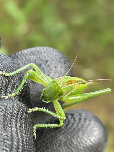 A close-up shot depicts a green grasshopper perched on a dark, textured surface, possibly a gloved hand. The grasshopper is facing the camera, displaying its green body with small black spots, prominent antennae, and spiky legs. The background is blurred, showing green foliage. The location, Tsar Kaloyan, Bulgaria, cannot be determined from the visual information.