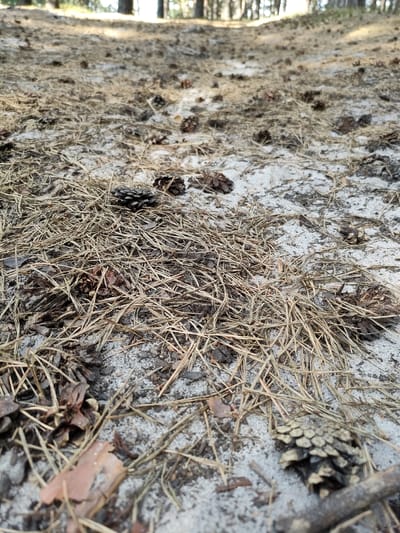 The image depicts a close-up, low-angle view of the forest floor covered in sand, pine needles, and pinecones. The ground is uneven and textured, with patches of light and shadow suggesting dappled sunlight filtering through trees, which are visible as blurred vertical shapes in the background. The scene is devoid of any human presence or activity. It appears to be a natural forest environment, possibly in a park or wooded area. No specific landmarks or urban elements are discernible, making it impossible to determine its location within Barnaul, Russia, without further information.