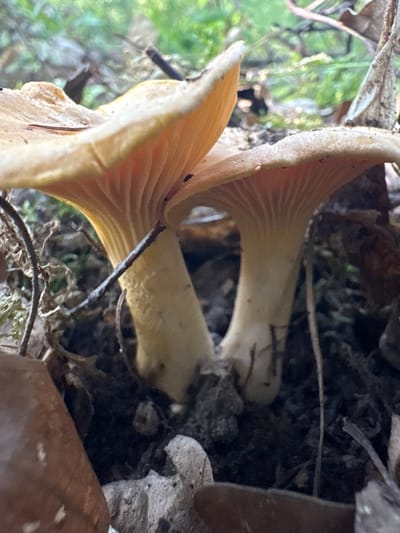 The image shows a close-up view of two mushrooms growing in the soil. The mushrooms have pale orange caps and white stems. They are surrounded by dry leaves, twigs, and dark soil. The background is blurred, showing green foliage and branches. The lighting suggests an outdoor, natural environment, likely a forest floor. The location is specified as Żurawiniec, Poland.