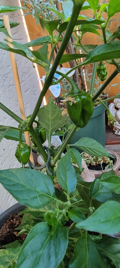 In Höslwang, Germany, an image captures a close-up view of a pepper plant with several small, green peppers growing. The plant is lush, with large, dark green leaves and sturdy stems. The peppers are bulbous and have a slightly wrinkled texture. Some of the peppers are more developed than others. The plant is in a pot, and the background suggests an outdoor setting, possibly a patio or balcony, with a wooden fence and a textured wall visible. A decorative item, possibly a garden ornament, is also present in the background. The lighting indicates it is daytime, with soft shadows.