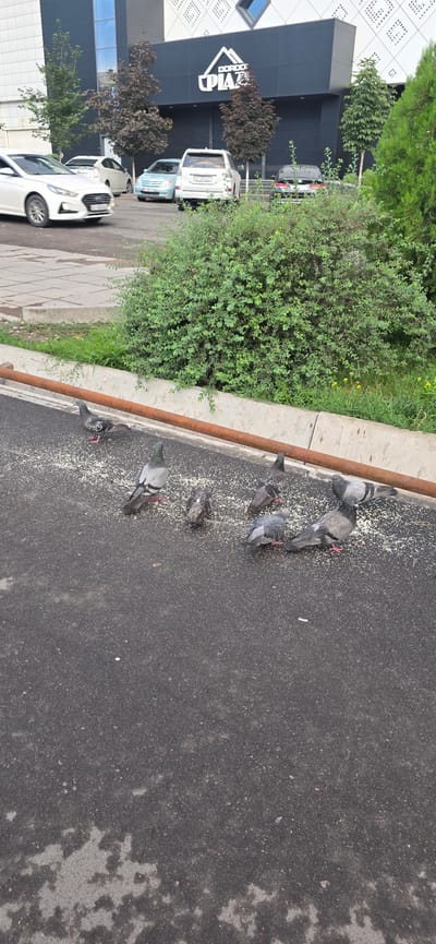 In the city of Bishkek, Kyrgyzstan, several pigeons are pecking at scattered grains on an asphalt surface. The pigeons are concentrated near a raised concrete curb that is topped with a rusty metal pipe. Behind the curb, a dense green bush provides a natural backdrop, and beyond that, a modern building with dark paneling and geometric patterns is visible. Several cars are parked or driving in the background, suggesting a public or commercial area.