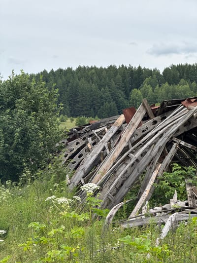 The image depicts the collapsed roof structure of a building, likely an abandoned industrial or agricultural facility, overgrown with lush green vegetation. The structure consists of weathered wooden beams and possibly concrete elements, forming a chaotic jumble of debris. Large clusters of white wildflowers, potentially hogweed, are visible in the foreground amidst tall grass. In the background, a dense evergreen forest stretches across a rolling landscape under a cloudy sky. The scene suggests a rural or semi-rural setting within or near the city of Uralskoye, Russia, characterized by nature's reclamation of man-made structures. There are no people or animals visible in the image.