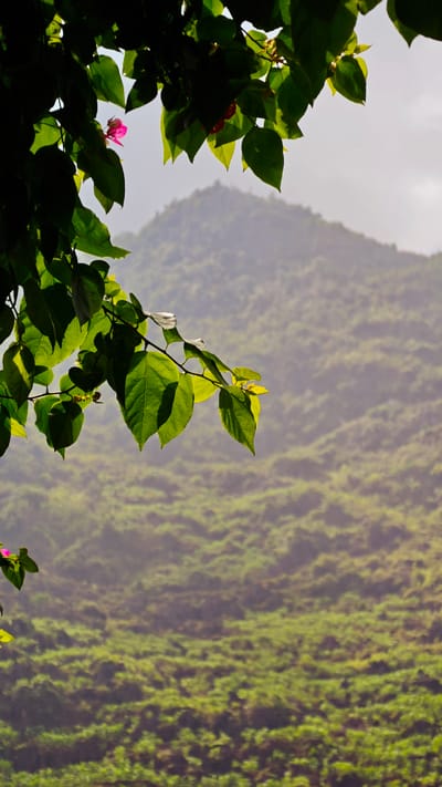 The image shows a view of a verdant, hilly landscape in Mèo Vạc Commune, Vietnam, framed by leafy branches in the foreground. A single pink flower is visible among the leaves on the left. In the background, a blurred mountain peak is prominent against an overcast sky. The slopes of the hills are covered in dense greenery.