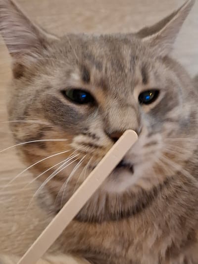 A close-up, eye-level shot captures a tabby cat's face, its fur a mix of grey, brown, and black stripes. The cat's green eyes reflect a bright blue light. A pale wooden stick is held horizontally across the frame, lightly touching the cat's nose and whiskers. The background consists of a light-colored, textured surface, possibly a floor or table. The image is sharp, focusing on the cat's features and the interaction with the stick. The scene does not provide any specific geographic or urban context.