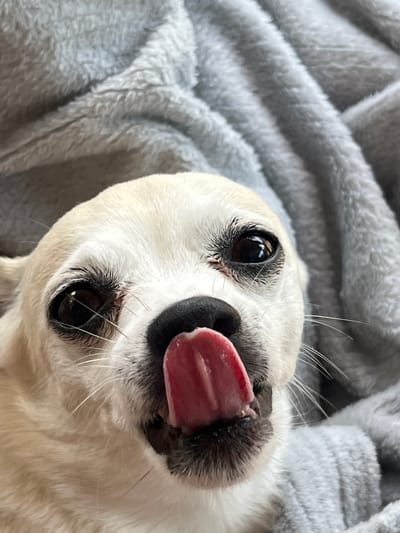 The image is a close-up, overhead shot of a dog lying on a soft, gray blanket. The dog is white with black markings around its nose and dark brown eyes. Its tongue is sticking out, licking its nose, suggesting a moment of enjoyment or grooming. The fluffy texture of the blanket is visible, with soft folds and a slightly blurred background that emphasizes the dog's face. The lighting is natural and diffused, creating a warm and intimate atmosphere. The dog appears relaxed and content in its cozy setting. No text is visible in the image. The location context provided is Kulishi, Ukraine, but there are no specific visual cues in the image to confirm this.