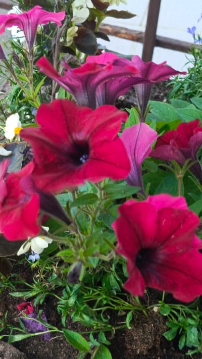 The image shows a close-up view of several vibrant petunia flowers in various shades of pink and deep red, with some darker purple hues visible as well. The flowers are densely packed, with their trumpet-shaped blooms dominating the frame. Green foliage and stems are interspersed among the flowers, creating a lush, garden-like setting. Some soil is visible at the bottom of the image, suggesting the flowers are planted in a flowerbed or pot. The lighting suggests it is daytime, and the overall impression is one of natural beauty and botanical diversity. There are no people or text visible in the image. The context provided indicates this image was taken in Zvenigorod, Russia.