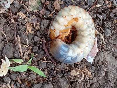 A close-up, overhead shot shows a large, white grub, curled on its side, in the soil. The grub is segmented and has several small, orange spots along its back. Its head is orange and tucked under its body. The background is composed of dark soil, dry leaves, and small twigs. In the lower left corner, a small, green seedling with two leaves is visible. The image appears to be taken in the city of Carmen, Philippines, as indicated by the soil composition and the type of vegetation often found in that region. No people are present in the image.