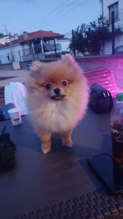 A Pomeranian dog stands on a dark, textured surface, likely a table, with its front paws slightly forward. The dog has fluffy light brown fur and dark eyes. In the background, a building with a red-tiled roof is visible, along with trees and a clear sky. To the left of the dog, a white cup with some red markings is present. To the right, a dark object, possibly a bag or a phone, is visible. A plastic bottle with a green cap and dark liquid is also to the right. The overall lighting suggests it is either dusk or dawn, with some artificial pink light illuminating the scene from the right. The location is identified as Ablanitsa, Bulgaria.