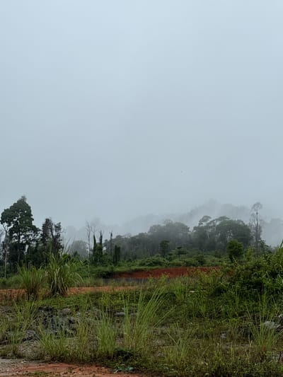 The image depicts a misty, overcast day in a rural or undeveloped area. In the foreground, tall, green grasses and some smaller vegetation are visible, growing on reddish-brown soil and rubble. A slight incline of this soil and debris forms a mound. Behind this, a dense line of trees forms the edge of a forest. The forest extends into the middle ground, with layers of trees appearing increasingly obscured by mist and fog, suggesting rolling hills or a mountainous terrain. The sky is a uniform, pale grey, indicating poor visibility due to fog or heavy cloud cover. The overall atmosphere is somber and damp. There are no people or structures clearly visible in the image. The image location is not specified within the city of Bo Y, Vietnam, as that information is not present in the image itself.