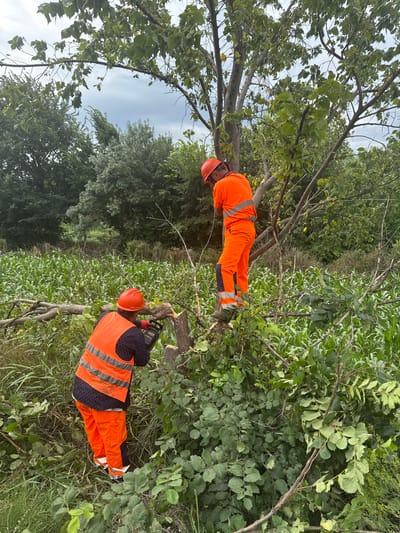 In Kvemo Khvedureti, Georgia, two individuals are engaged in tree cutting. One person, wearing an orange hard hat and reflective vest over orange work pants, is standing on a broken tree branch, using a chainsaw to cut another branch. The second individual, also in an orange hard hat and reflective vest over orange work pants, is positioned lower down, also near a cut tree trunk, and appears to be operating a chainsaw. Both individuals are surrounded by dense green foliage, including a cornfield in the background. The scene is set outdoors, with trees and vegetation dominating the landscape under an overcast sky.