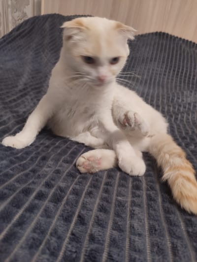 A white cat with cream-colored ears and tail is sitting on a dark gray, ribbed blanket. The cat's body is primarily white, with patches of cream on its ears and tail. Its eyes are a reddish-brown color, and its ears are folded down. The cat is looking to the right and has one front paw raised. The background consists of a wall with vertical striped wallpaper. The image appears to be taken indoors, likely in a domestic setting. No specific location in Chuy, Kyrgyzstan can be determined from the visual information.