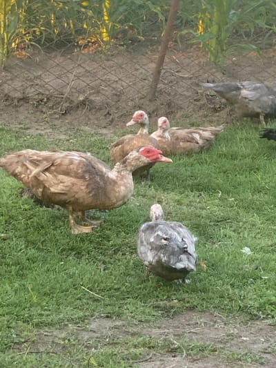 The image depicts a group of Muscovy ducks in an outdoor environment, likely a farm or backyard, in Vălcineț, Moldova. The ducks are of various colors, with some being predominantly brown and white, and one appearing mostly grey. Several ducks have distinctive red caruncles around their eyes and on their beaks. They are standing and walking on a grassy area, with a dirt patch and a wire fence in the background. Tall green plants, possibly corn, are visible behind the fence. The lighting suggests it is daytime, with the sun casting shadows. There are no humans or other animals present in the frame. The scene appears to be a natural habitat for the ducks.