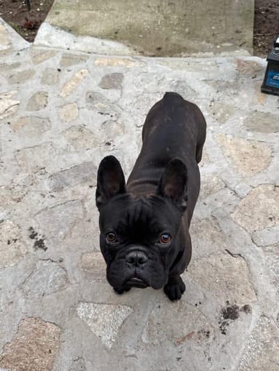 A black French Bulldog stands on a stone pathway in Gaber, Bulgaria. The dog is facing the camera with its head tilted slightly. The pathway is made of irregular grey and beige stones. In the background, there is a concrete step and some dark soil with a few small red plants. To the right of the frame, a portion of a black object with a blue label is visible, possibly an electronic device or battery.