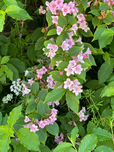 This image captures a close-up view of a flowering bush with clusters of delicate pink blossoms and vibrant green leaves. The flowers are tubular in shape with five distinct petals, some appearing more open and others in bud form. The leaves are oval with serrated edges and a textured surface, creating a lush backdrop for the flowers. Some dried, brown seed pods are also visible amongst the foliage, suggesting the plant is in its blooming season, likely late spring or early summer.

The lighting suggests it is daytime, with soft, diffused light indicating it could be an overcast day or a shaded area. There are no visible people, objects, or text in the image. The setting appears to be a garden or natural outdoor environment, consistent with the location context of Zelenogradsk, Russia. The overall impression is one of natural beauty and the vibrant life of a blooming plant. The small white flowers in the lower right corner, possibly a different plant, add another layer of detail and texture to the scene.