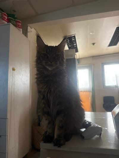 A long-haired, grey tabby cat is sitting on a white countertop in what appears to be a domestic or office environment. The cat is facing the camera with its eyes partially closed. To the right of the cat, on the countertop, is a white video game controller. In the background, there are windows with natural light streaming in, cabinets, and ceiling lights. The overall impression is of a casual, indoor scene.