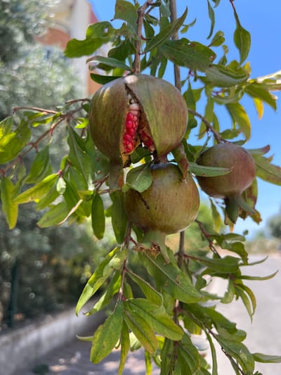 A close-up, eye-level shot captures a pomegranate tree branch laden with developing fruit against a clear blue sky in Antalya, Turkey. Three green pomegranates are visible, one of which has split open, revealing a cluster of bright red arils. Lush green leaves surround the fruit, with some showing signs of yellowing and minor damage. In the background, out of focus, a light-colored building and trees suggest an urban or suburban setting. A paved surface, possibly a road or sidewalk, is also visible in the distance. The lighting indicates a sunny day.
