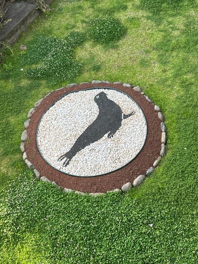 The image presents an aerial view of a circular garden feature set within a verdant lawn, possibly located in the city of Câmara de Lobos, Portugal. The central element is a circle filled with small, white pebbles, displaying a dark silhouette of a bird, possibly a shearwater, a seabird commonly associated with the Madeira archipelago. This circle is bordered by a ring of brown mulch or soil, which is then edged with a row of smooth, grey stones. The surrounding ground cover consists of grass and dense green vegetation with small white flowers. The overall impression is one of a well-maintained and decorative garden area. The vegetation around the round garden feature is not mown in a standard way.