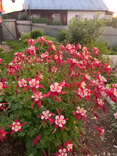 The image depicts a vibrant cluster of red and pink columbine flowers in a garden. The flowers are in full bloom, with delicate petals and long spurs. The background shows a wooden house with a metal roof, a metal fence, and lush green foliage. The scene appears to be a backyard in a residential area, likely a small town or village in Russia, possibly in the Ural region, given the mention of "Уральское" in the prompt. The lighting suggests it is either early morning or late afternoon, with the sun casting a warm glow on the scene. There are no people visible in the image. The overall impression is one of natural beauty and rustic charm.