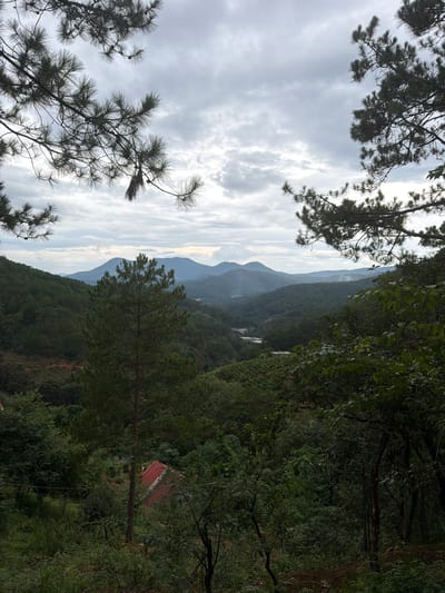 The image displays a picturesque mountainous landscape in Xuan Truong - Da Lat, Vietnam. The scene is dominated by lush green foliage, with dense forests covering the rolling hills that recede into the distance. A hazy, overcast sky suggests it might be an early morning or late afternoon, with diffused light creating a soft atmosphere. In the mid-ground, a small, dilapidated structure with a red roof is partially visible amidst the trees, hinting at a remote dwelling or an abandoned building. The foreground is framed by the branches of pine trees, their needles silhouetted against the sky and the distant mountains. The overall impression is one of serene natural beauty, with a touch of mystery due to the hidden structure. There is no visible text in the image.
