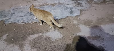 A light orange or ginger cat is depicted walking across an uneven, textured ground surface. The cat is viewed from above and behind, showing its back, hind legs, and the back of its head as it moves from left to right. Its tail is slightly blurred, indicating motion.

The ground beneath the cat is a mixture of dirt, small stones, and patches of lighter-colored, possibly dried cement or plaster, alongside darker, potentially damp or muddy areas. The surface appears unpaved and rough. In the bottom right corner of the image, a dark, elongated shadow is cast across the ground, suggesting the presence of a light source, likely artificial, given the overall dim illumination. This indicates the photograph was taken during twilight hours or at night.

The image captures a casual moment of the cat's movement outdoors. There is no visible text. The location context is Ghardaia, Algeria.