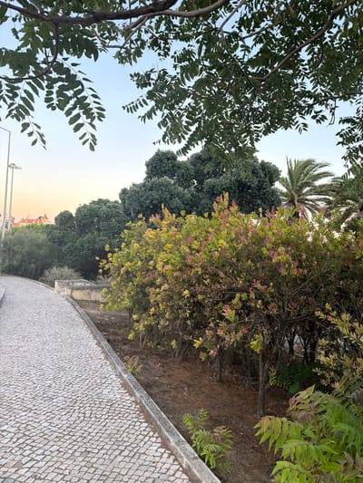 The image depicts a paved pathway in the city of Cascais, Portugal, adjacent to a vegetated area with various trees and shrubs. The pathway is constructed from small, light-colored cobblestones arranged in a regular pattern. A concrete curb runs along the edge of the pathway. To the right of the pathway, there is a dense shrubbery with green and pinkish leaves, and behind it, larger trees, including a palm tree. In the background, a building with a red roof is visible. The sky is clear and light blue, suggesting it is either early morning or late afternoon. The scene appears to be a public park or garden area. There are no people visible in the image.