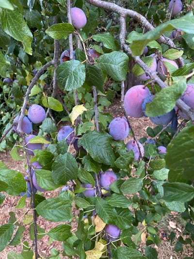 A close-up, eye-level, outdoor shot captures a branch of a plum tree laden with ripe plums in Courpière, France. The plums are a vibrant mix of purple and pink, with some appearing slightly bruised or damaged, suggesting they are ready for harvest or have been pecked by birds. Lush green leaves, some tinged with yellow, surround the fruit, creating a natural, rustic scene. The background is softly blurred, hinting at more foliage and the dry, earthy ground of the orchard. The image is filled with the abundance of the fruit-bearing season, showcasing the natural beauty of the produce growing on the tree.