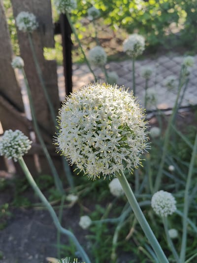 In a garden setting, likely in Kryvyi Rih, Ukraine, an onion flower head, in full bloom, is the central subject. The flower is a dense spherical cluster of small white petals, each tipped with a delicate yellow stamen. The flower head is supported by a tall, slender green stalk. Several other onion flower heads, some fully formed and others still developing into round clusters, are visible in the background, scattered among green foliage.
The scene is bathed in natural light, suggesting it is daytime, likely late afternoon or early morning given the warm, directional quality of the sunlight that highlights the details of the main flower. The background is softly blurred, with hints of a wooden fence and green leaves, indicating an outdoor, cultivated environment. The overall mood is peaceful and natural, focusing on the delicate beauty of the blooming onion plants. No people or text are visible in the media.